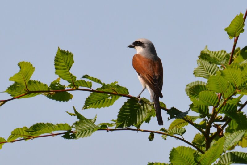 05_Vogelkurs_Erwachsene_Vorschau